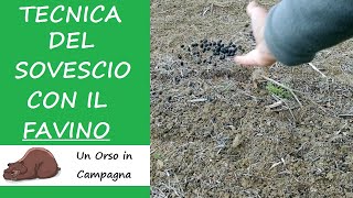 Tecnica del sovescio con il FAVINO Azoto naturale per il terreno [upl. by Aligna]