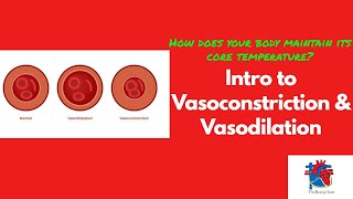 Intro to Vasoconstriction amp Vasodilation [upl. by Fonzie]