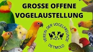 Alle Gouldamadinen auf der grossen offenen Vogelausstellung in Detmold 2022 [upl. by Ninos463]