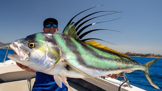 GIANT Mexican Dream Fish Catch Clean Cook Roosterfish Puerto Vallarta Mexico [upl. by Ocirema52]