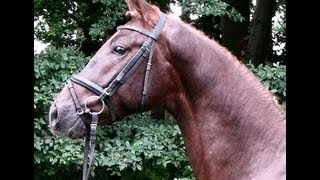 wwwsporthorsesonlinecom SOLD [upl. by Euk]