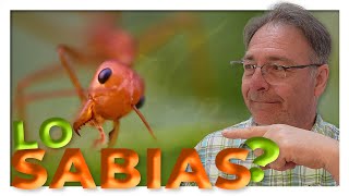 VENENO CASERO u HORMIGUICIDA❓👩‍🌾🐜1 [upl. by Elfie]