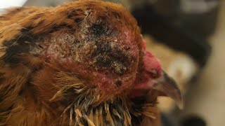 Fowl Pox treatment  before during and after I am not a veterinarian and this is not advice [upl. by Ibib776]