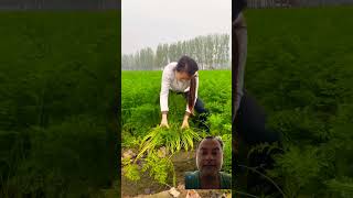 Carrots remove harvesting activities food satisfying agriculture [upl. by Aehcim]