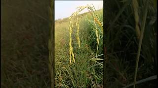 Nature beauty of November ☺️☺️ winter ki maje shorts ytshorts [upl. by Lubbock]