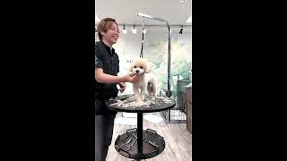 Dog Grooming Cutting Hair  Dog Cutting Hair Video 9 [upl. by Yseult]