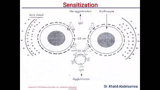 Antigen Antibody Reaction [upl. by Sardse]