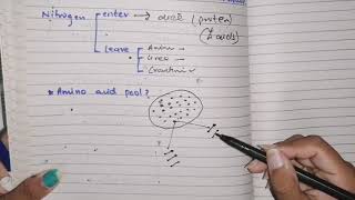 Amino acid Metabolism Part 1 overview amino acid pool protein turnover phenomenon biochemistry [upl. by Terrijo]