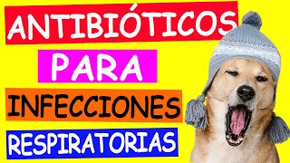 Uso de ANTIBIÓTICOS para PROBLEMAS RESPIRATORIOS en Perros [upl. by Botzow]