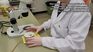 BIOL 207 Anesthetizing fruit flies [upl. by Capwell532]