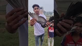 Bacche ka reaction 😂🤣 pigeon kabootar viralshort 😍🕊️🫂youtubeshorts [upl. by Ahsai]