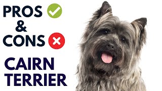 Cairn Terrier Breed Pros and Cons  Cairn Terrier Advantages and Disadvantages AnimalPlatoon [upl. by Bonns256]