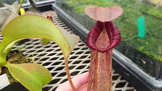 Nepenthes Titanic Savior N truncata x spectabilis – first look [upl. by Bovill289]