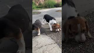 Beagle Puppies in Action Watch Their Playful Antics [upl. by Dorolisa]