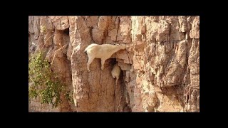 ¡¡¡ Estas CABRAS de montaña Desafían a la MUERTE [upl. by Ylesara]