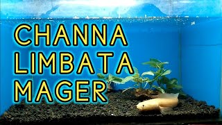 channa limbata golden mager [upl. by Ulda]