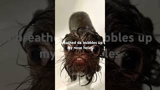 I breathed da bubbles Meme [upl. by Ansilme983]