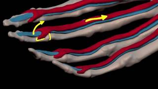 Arm Muscles 26 Flexor Digitorum Superficialis [upl. by Barrada]