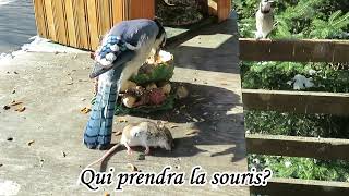 Qui prendra la souris Geai bleu ou Mésangeai du Canada 31 octobre 2023 à SaintFabiendePanet [upl. by Anitac546]