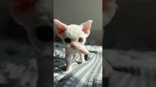 So beautiful 😽 cat trending xuhuong fyp petlovers youtubeshorts shortsvideo [upl. by German622]