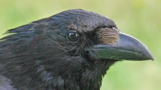 Snap shooting crows with HMR [upl. by Hgielrebmik]