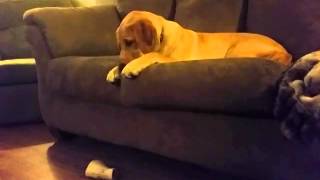 Lab puppy throwing a temper tantrum [upl. by Everest]