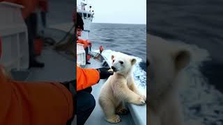 The lost polar bear reunited with her mom [upl. by Adnahc499]