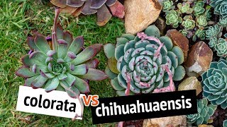 Echeveria chihuahuaensis vs echeveria colorata telling them apart  Cerriscapedia [upl. by Lseil]