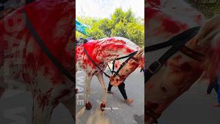 ذوالجناح Ghoda  Horse 🐎  shorts ytshorts trending zuljanah love karbala [upl. by Iraj]