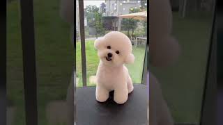 Bichon frise cute puppy [upl. by Yelyac]