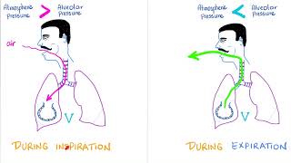 Ventilation Compliance amp Lung Pressures  Respiratory Physiology  Pulmonology [upl. by Harmaning78]