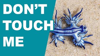 Glaucus Atlanticus  Dont touch me [upl. by Map777]