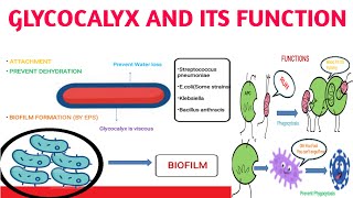 Glycocalyx and its functions [upl. by Deadman]