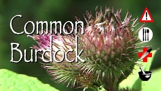 Common Burdock Edible Medicinal Cautions amp Other Uses [upl. by Lapotin465]