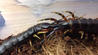 Scolopendra galapagoensis mating [upl. by Amrita]