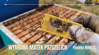 Wymiana matek w rodzinach pszczelich  Ciekawe metody [upl. by Sophronia]