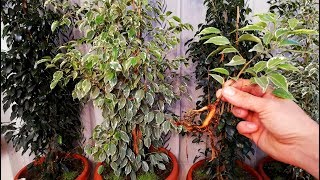 How to grow Ficus Benjamina from cutting branch very easy [upl. by Aihseit]