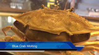 Blue Crab Molting Amazing Quality [upl. by Gunner41]