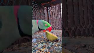 Parrot 🦜 Talking funny 😂😅 Video voice youtubeshorts mittoo parrot pakistan [upl. by Shelah]