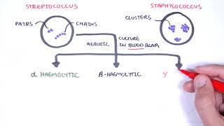 Microbiology  Streptococcus species [upl. by Atiekram]