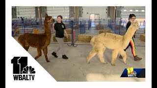 Carroll County Agriculture Center welcomes alpaca show [upl. by Alyek]