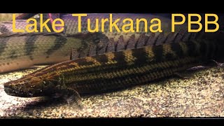 Polypterus Bichir Bichir of Lake Turkana [upl. by Na]