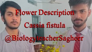 Cassia fistula  flower description  Dr Sagheer [upl. by Ruelle]