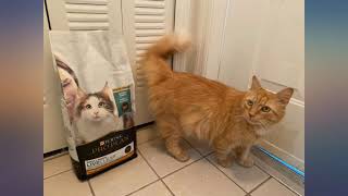 Purina Pro Plan Allergen Reducing High Protein Cat Food LIVECLEAR Chicken and review [upl. by Amelie]