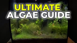 Ultimate Algae Control Guide in Under 5 Minutes [upl. by Jabe]