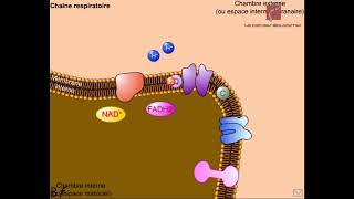 Le fonctionnement de la chaîne respiratoire Animationabdosvt [upl. by Hoseia]