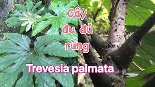 Giới thiệu cây thuốc quýcây đu đủ rừng thông thảo gai Trevesia palmata [upl. by Thier]