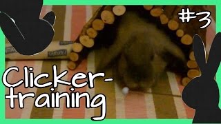 3 Clickertraining Tag 56  Durch Tunnel amp Umdrehung [upl. by Codding]