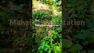 Valuable plantation Mahagoni🌱 [upl. by Rizika]