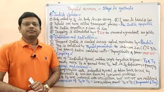 Endocrine Gland Part 13  Steps Involved in The Synthesis of Thyroid Hormones  Endocrinology [upl. by Audrit]